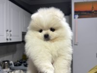 3 aylık ayı suratlı pomeranian