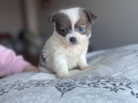 Mavi gözlü özel chihuahua istanbul