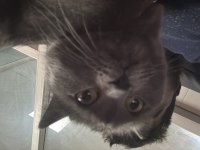 British Shorthair 1 Yaşında