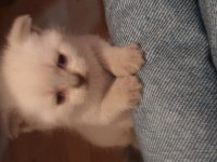 Scottish Fold Yavrular