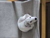 4 Aylık Erkek Jack Russell