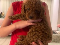 OYUNCU TOY POODLE