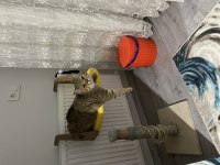 Erkek kedi sahiplendirme british shorthair