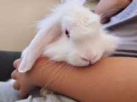 Lop Tavşanı