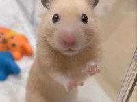 HAMSTER GONZALES YAVRULARIMIZ HERYERE GÖNDERİM