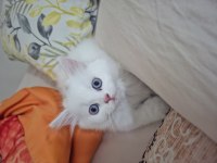 Akide şekerim kedim