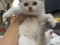 British Shorthair Golden Point Dişi Erkek Kardeşler
