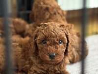Son kalan poodle yavruları hemen teslim 40 günlükler