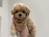 KORE TEACUP MALTİPOO YAVRUMUZ