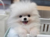 2 aylık moskova kökenli pomeranian boo yavruları