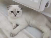 Scottish Fold Blue Point
