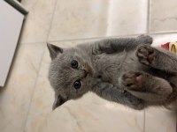 British shorthair yavru kedimiz