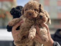 A kalite ırk sağlık garantili Maltipoo yavrular