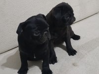 Siyah pug bebeklerim