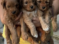 4 Yavru Maltipoo