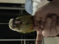 El besleme full evcil 2 aylık konur papağanı