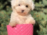 SAFKAN UYGUN MALTİPOO YAVRULAR