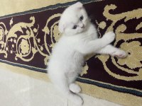 Çok Sevimli Scottish Fold Kızımız Yeni Yuvasına Hazır