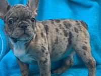 FRENCH BULLDOG YAVRULARI