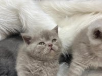 British shorthair yavrularımız yeni yuvasını arıyor