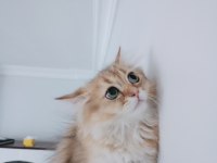 British longhair cok uyguna verilecek