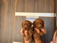 Kore red brown micro poodle bebekler