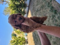 Sahibinden orjinal toy poodle köpekler