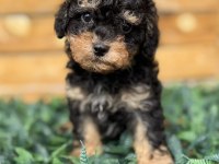 Özel Renk Phantom Toy Poodle Yavrusu