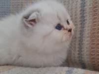 Golden British Shorthair Bebekler