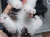British shorthair kedisi