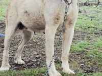 DAMIZLIK DİŞİ ORJİNAL KANGAL