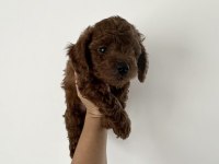 Toy Poodle Köpeğimiz