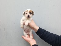 A kalite jack russell bebekler