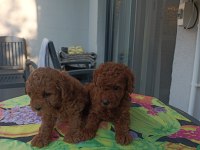 Kore kan safkan toy poodle bebekler