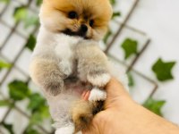 Federasyon Kayıtlı Orjinal Pomeranian Boo