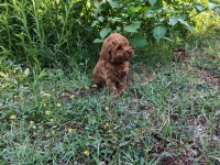 Toypoodle Bebekler 