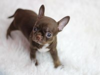 Show Teacup Chocolate Chihuahua