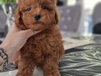 TOY POODLE YAVRULARIMIZ