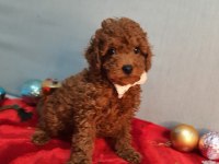 Irk ve sağlık garanti orijinal anne altından poodle