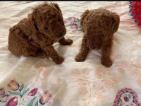 Toy Poodle Yavrularımız