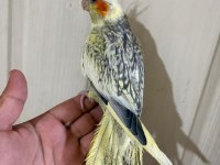 62 günlük kusursuz sultan papağanı bebek