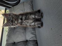 Uyguna Dev maine coon