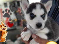 HUSKY SİBİRYA YAVRULARI
