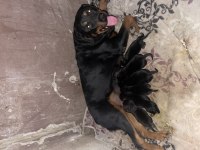 KOCA KAFA MACAR ROTTWEİLER KÖPEĞİ