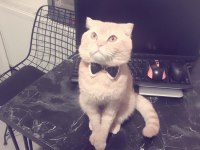 2 Aylık Scottish Fold Blue Point