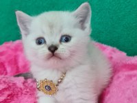 BLUEPOİNT BRİTİSH SHORTHAİR