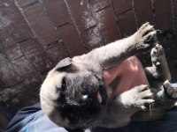 Kangal köpekler 1 aylık aslan yavruları