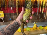 Uromastyx geyri - Uromastyx dispar flavifasciata