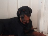 A Şecere Türkiye Grand Şampiyonu Rottweiler