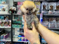 Pomeranian Dişi Erkek Yavrularımız